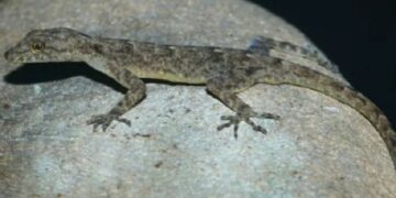 New species of day gecko discovered in Assam, named after Brahmaputra