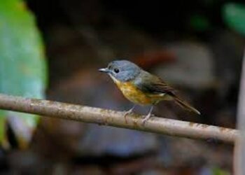 89 bird species recorded in bird watch survey in Arunachal Pradesh’s Namsai