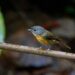 89 bird species recorded in bird watch survey in Arunachal Pradesh’s Namsai