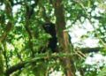 Hoolock Gibbon spotted in Arunachal Pradesh’s Namdapha National Park