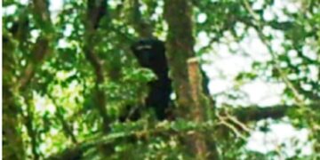 Hoolock Gibbon spotted in Arunachal Pradesh’s Namdapha National Park