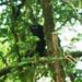 Hoolock Gibbon spotted in Arunachal Pradesh’s Namdapha National Park