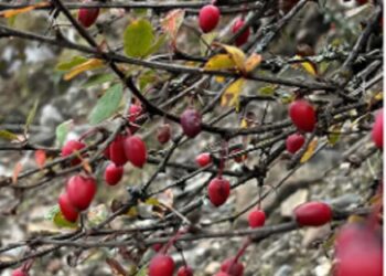 New Berberis species with record ovule count discovered in Arunachal Pradesh’s Tawang
