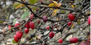 New Berberis species with record ovule count discovered in Arunachal Pradesh’s Tawang