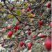 New Berberis species with record ovule count discovered in Arunachal Pradesh’s Tawang