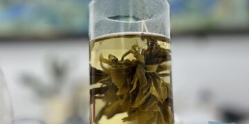 Assam’s Woolah Tea secures patent for India’s first bagless tea