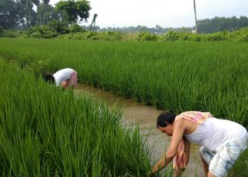 Manipur: Flying squads deployed in fringe areas of Bishnupur district for peaceful farming