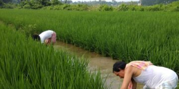 Manipur: Flying squads deployed in fringe areas of Bishnupur district for peaceful farming