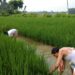 Manipur: Flying squads deployed in fringe areas of Bishnupur district for peaceful farming