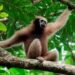 Tripura steps up efforts to save endangered Hoolock Gibbon