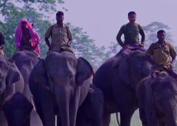 Assam’s ‘Operation Falcon’ nets 42 arrests, busts global poaching links