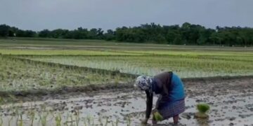 Over 20 lakh Assam farmers receive Rs 422 crore under PM-KISAN scheme