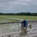 Over 20 lakh Assam farmers receive Rs 422 crore under PM-KISAN scheme
