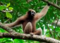 India’s only ape faces extinction in Northeast, warns primatologist