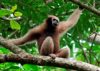 India’s only ape faces extinction in Northeast, warns primatologist