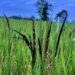 Assam Agricultural University’s purple rice registered under Plant Variety Act