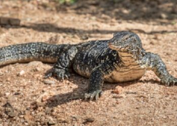 Tripura: Ten endangered monitor lizards rescued, one held