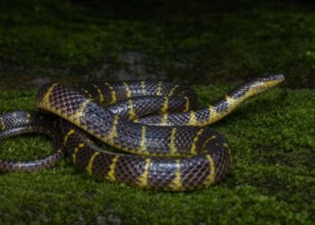 Rare narrow-banded rain snake discovered in Mizoram