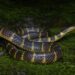 Rare narrow-banded rain snake discovered in Mizoram