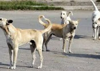 Stray dog menace: Meghalaya High Court commends state govt’s ‘substantial action’