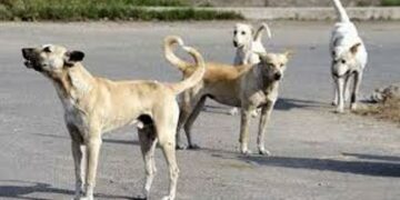 Stray dog menace: Meghalaya High Court commends state govt’s ‘substantial action’