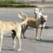 Stray dog menace: Meghalaya High Court commends state govt’s ‘substantial action’