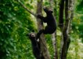 Two orphaned Asiatic black bear cubs released into wild after rehabilitation