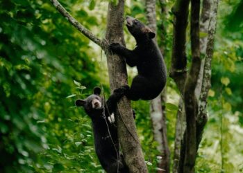 Two orphaned Asiatic black bear cubs released into wild after rehabilitation