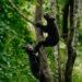 Two orphaned Asiatic black bear cubs released into wild after rehabilitation