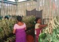 Bodoland spins a new silk economy, blending heritage with opportunity