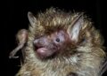 Golden-haired tube-nosed bat recorded in Mizoram, first sighting in India