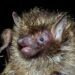 Golden-haired tube-nosed bat recorded in Mizoram, first sighting in India