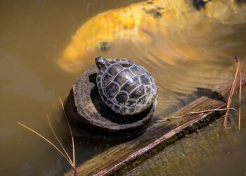 Representational image (pixabay)