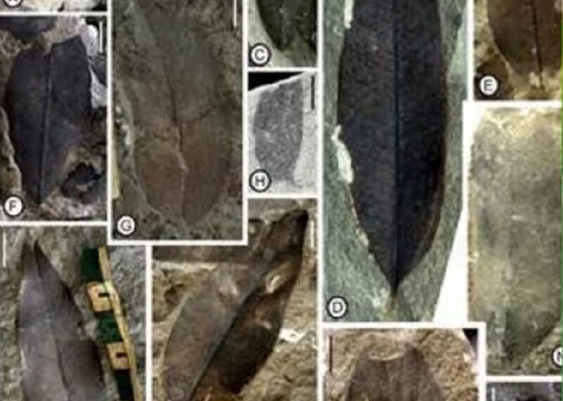 Nagaland fossils reveal how Antarctica shaped Indian monsoons