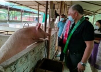 Assam’s Bodoland aims to revolutionize pig farming to achieve self-sufficiency