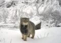 Arunachal Pradesh records first-ever photographic evidence of elusive Palla’s cat