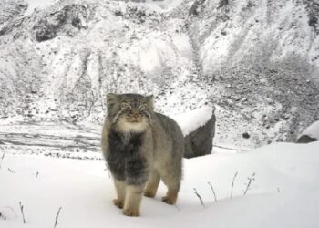 Arunachal Pradesh records first-ever photographic evidence of elusive Palla’s cat