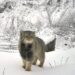 Arunachal Pradesh records first-ever photographic evidence of elusive Palla’s cat