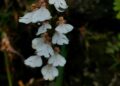 Researchers discover new orchid species in Arunachal Pradesh