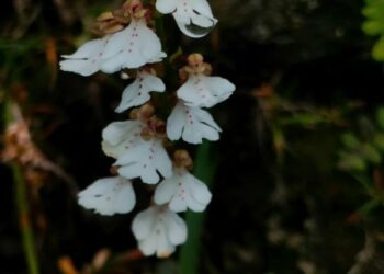 Researchers discover new orchid species in Arunachal Pradesh