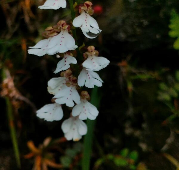 Researchers discover new orchid species in Arunachal Pradesh