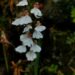 Researchers discover new orchid species in Arunachal Pradesh