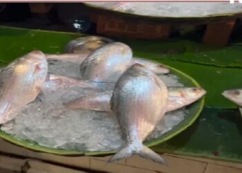 Durga Puja gift: First consignment of hilsa fish from Bangladesh reaches India
