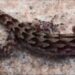 Newly discovered Bent-toed Gecko named after Assam Forest Department