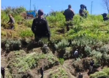 Meghalaya: 10 tonnes of cannabis destroyed in anti-narcotics operation in East Khasi Hills