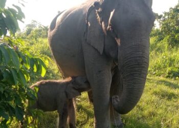 Elephant calf in Kaziranga named ‘Mayabini’ in memory of Zubeen Garg