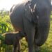 Elephant calf in Kaziranga named ‘Mayabini’ in memory of Zubeen Garg