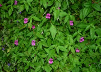 New balsam flower species discovered in Arunachal Pradesh’s Shergaon forests