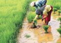 Mizoram Govt to introduce crop insurance soon: Agriculture Minister Vanlalruata