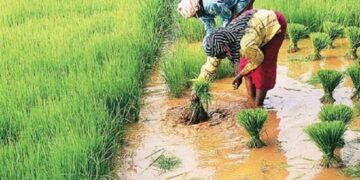Mizoram Govt to introduce crop insurance soon: Agriculture Minister Vanlalruata